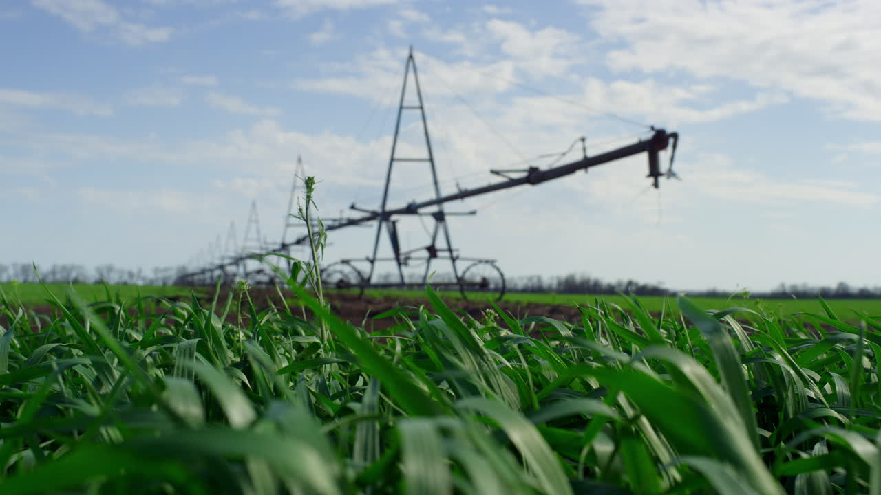 agricultura verdes oscilando el viento creciendo cerca del sistema de riego en la granja de un día soleado
