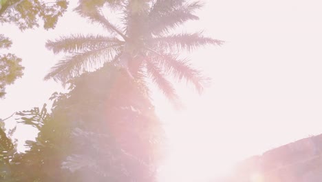 fort hamilton, bermuda, close-up of palm tree and fort walls, with tropical foliage, vines and lens flare, on a bright sunny day