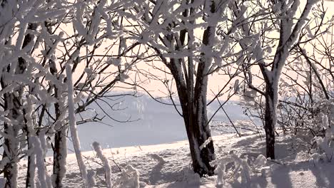 close up view of snow slowly melting and falling off trees in beautiful winter landscape