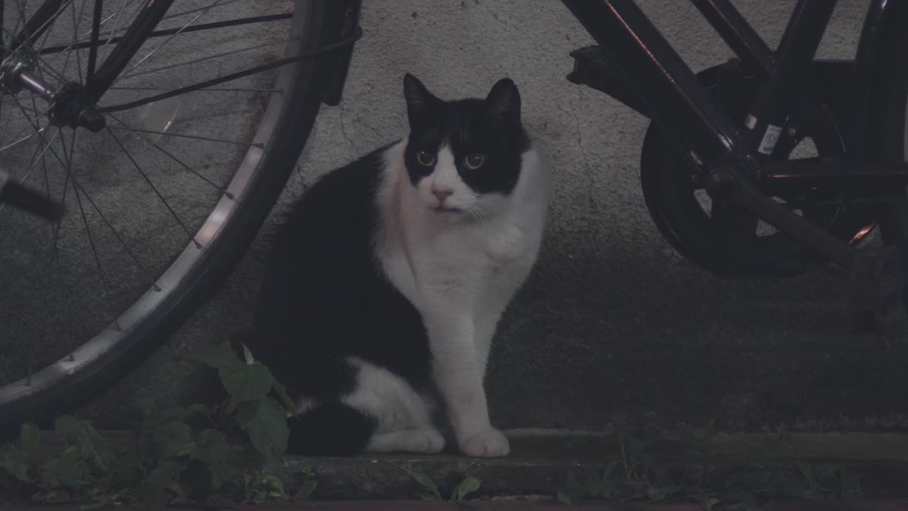 Black And White Stray Cat Curiously Sitting On The Ground Under The Bicycle At Night In The Street Of Tokyo, Japan