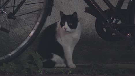 black and white stray cat curiously sitting on the ground under the bicycle at night in the street of tokyo, japan