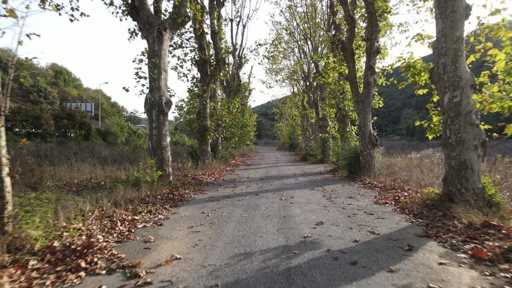 Strada autunnale fiancheggiata da alberi