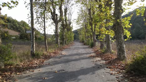 autumn road covered with trees on both sides