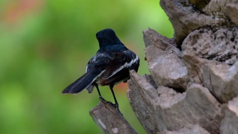 the oriental magpie-robin is a very common passerine bird in thailand in which it can be seen anywhere