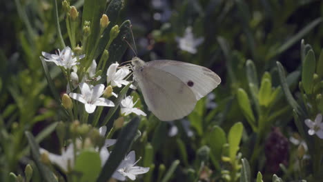 white cabbage butterfly feeds on small flower in garden, slow motion