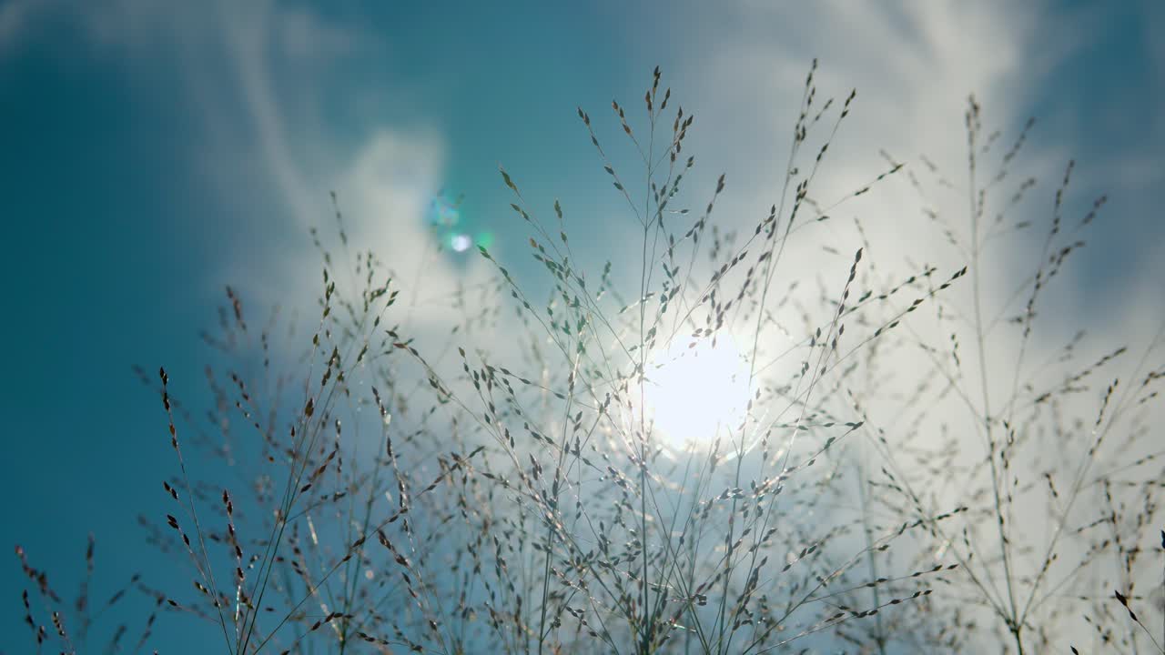 밝은 태양과 하늘을 배경으로 부드럽게 흔들리는 클로즈업 패닉쿰 비르가툼 헤비메탈 스위치그래스