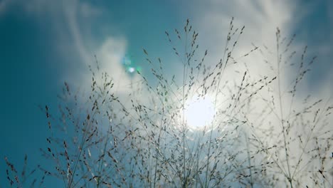 Close-up-Panicum-Virgatum-Heavy-Metal-Switchgrass-Balanceándose-Suavemente-Contra-El-Sol-Y-El-Cielo-Brillante