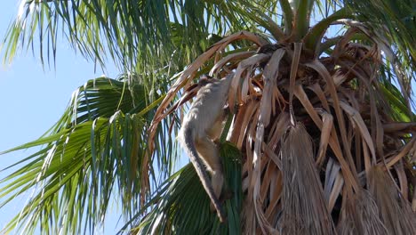 Mono-Jugando-En-Un-árbol