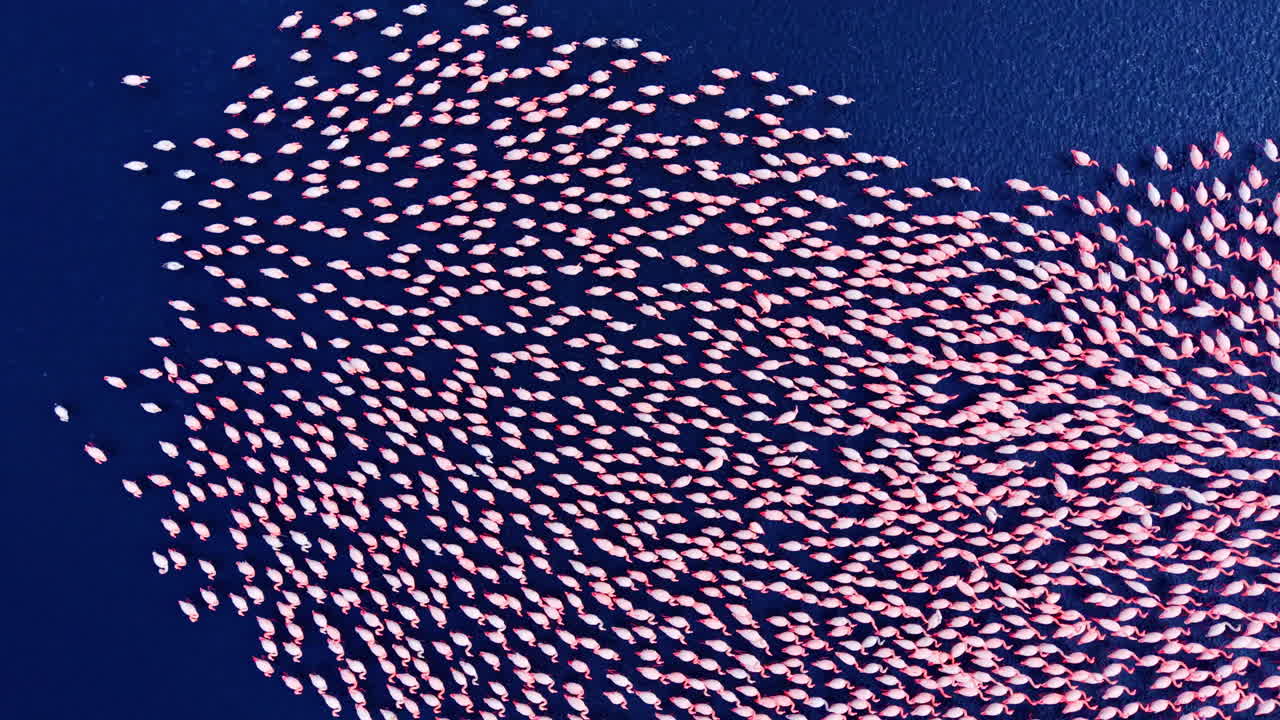 Vista dall'alto di fenicotteri rosa che creano una formazione curva mentre guazzano in acque basse blu scuro. Scatto aereo del disegno dello stormo di fenicotteri nell'acqua.