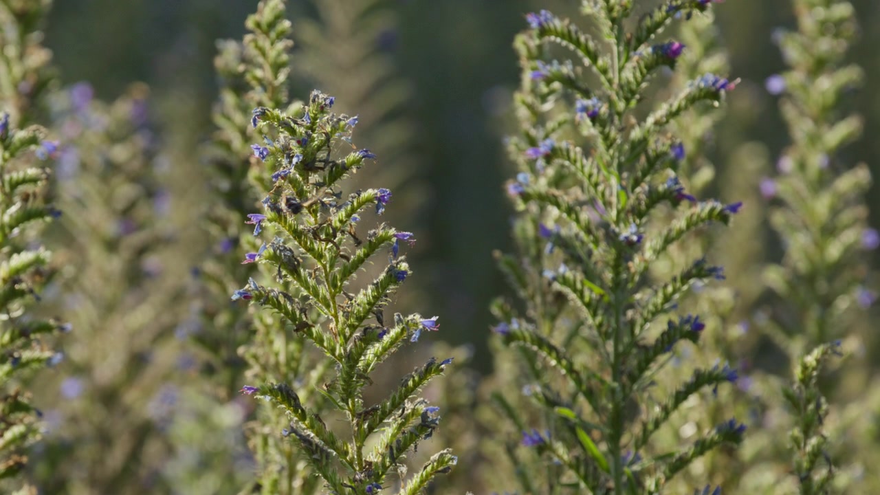Taubenschwänzchen fliegt im Sonnenlicht um Blumen, Nahaufnahme.