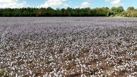 Antena-Baja-Sobre-Campos-De-Algodón-Cerca-De-Montgomery-Alabama