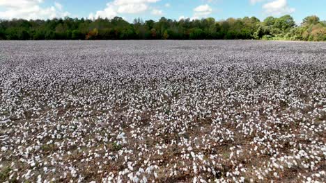 antena baja sobre campo de algodón cerca de montgomery alabama