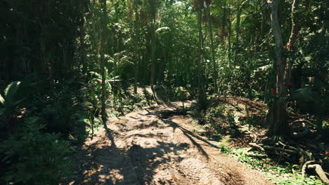 la exuberante vegetación de la selva tropical de paraguay bajo la luz del sol moteada