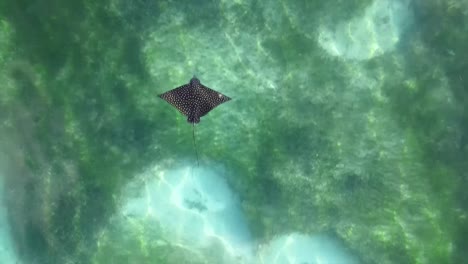 spotted eagle ray swimming over sea grass and sand in the caribbean island of antigua