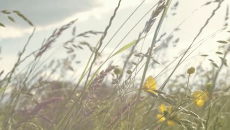 Buttercup-wild-flowers-in-rural-meadow