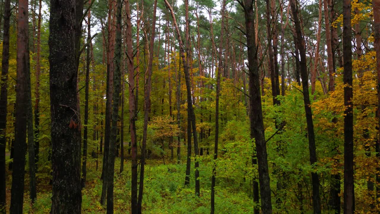 Kaunis syksyinen mäntymetsä, elokuvamainen liike eteenpäin vihreine ja keltaisine lehtineen