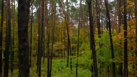 hermoso bosque de pinos de otoño cinematográfico avanzar con hojas verdes y amarillas