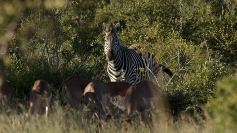 cebra mirando a la cámara masticando hierba con hembras impala y hierba seca en primer plano