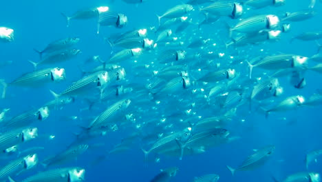 school of mackerel feeding on plankton in shallow blue tropical waters