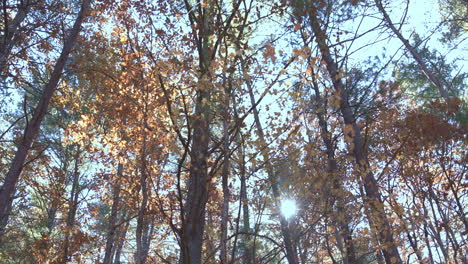 Hojas-Amarillas-En-El-Bosque-En-Otoño