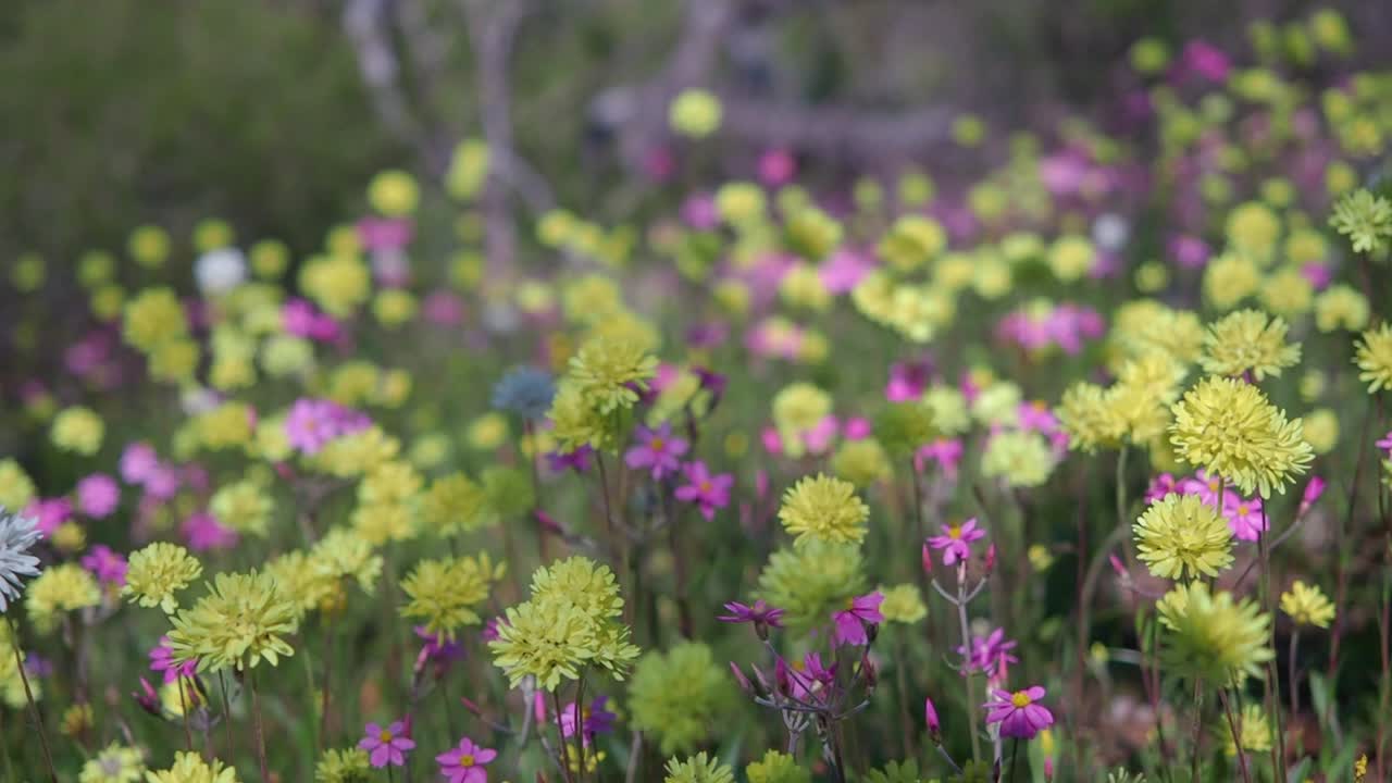pradera de coloridas flores silvestres eternas se mecen en el viento en cámara lenta del parque de conservación coalseam