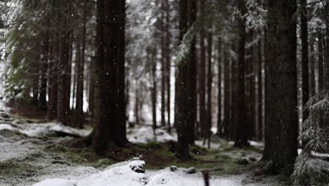 Schneit-In-Einem-Wald-In-Zeitlupe