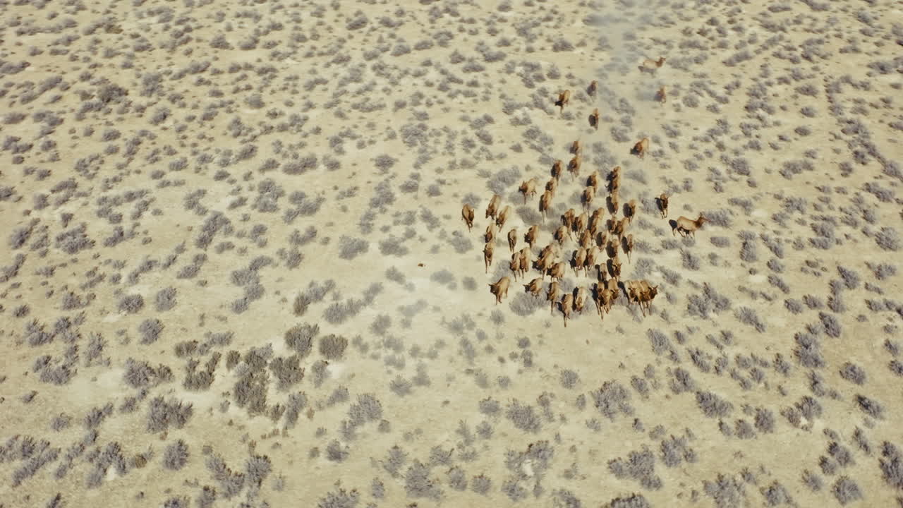 Drone shot of a large herd of elk running through sagebrush in the Nevada high desert in the morning. Aerial shot, camera flies flies around as they run toward camera