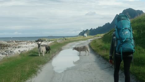 Una-Excursionista-Se-Encuentra-Con-Un-Grupo-De-Ovejas-Mientras-Camina-Por-La-Playa-En-Noruega,-Bleik,-Islas-Lofoten,-La-Oveja-Salta-Sobre-Un-Charco-De-Agua