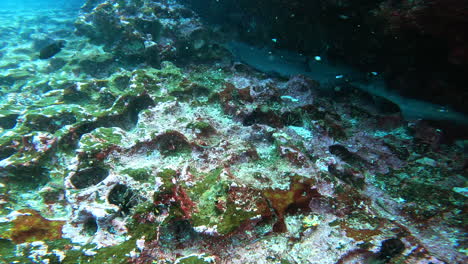 underwater-shot-of-sharks-in-cave