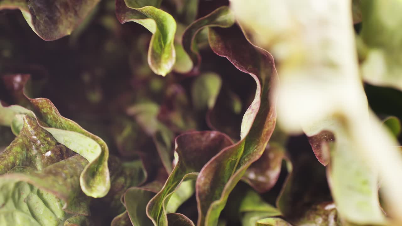 Close-up of Red Leaf Lettuce