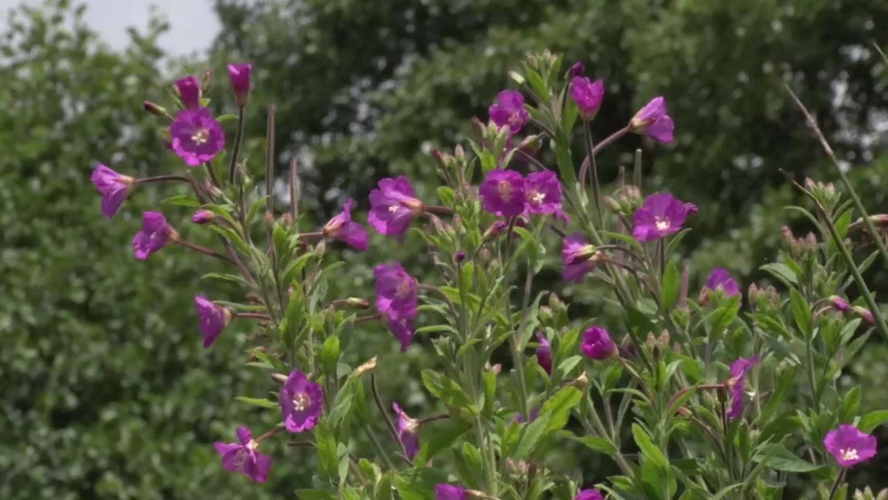 gran hierba de sauce, epilobium hirsutum. verano. reino unido