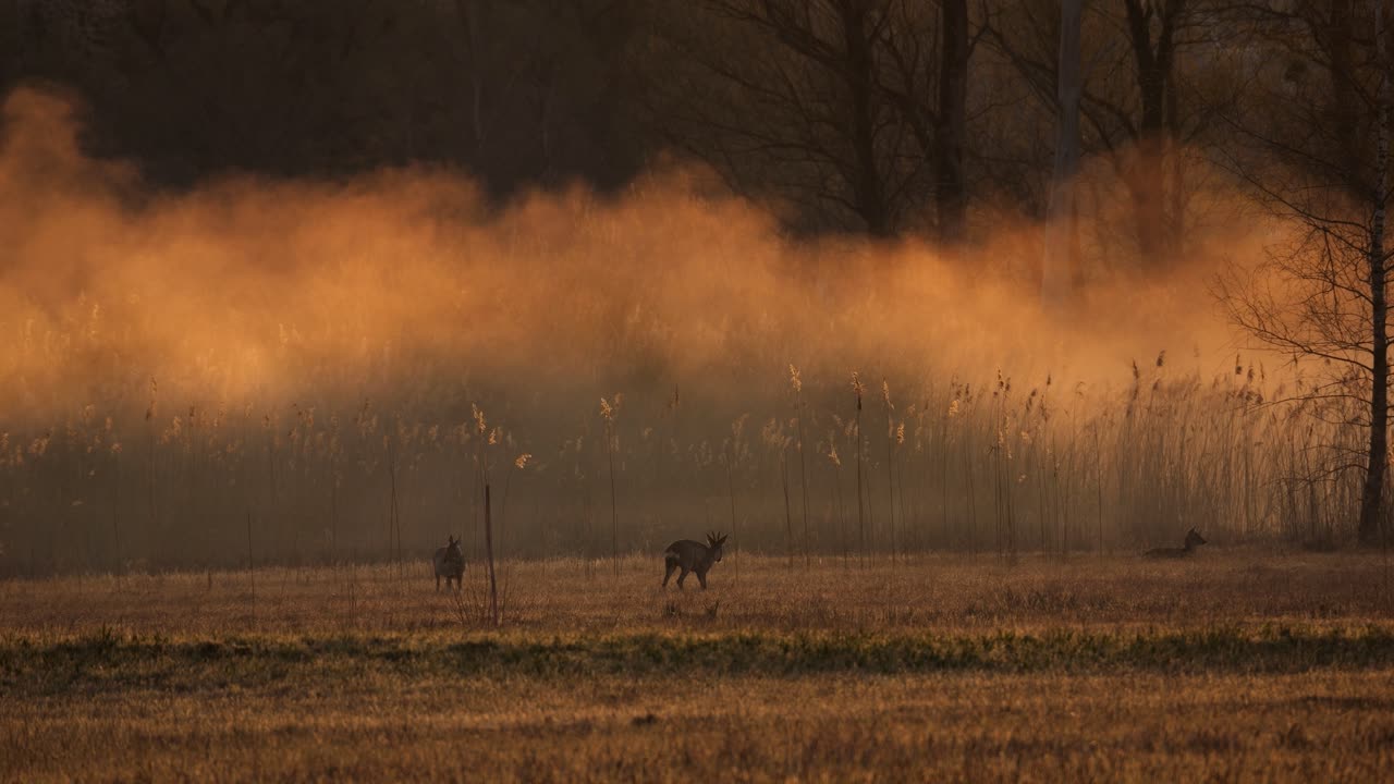 Several deer stroll through the nature reserve at sunrise. The fog and mist rise and are illuminated by the sun. A magical moment and a beautiful landscape. Its spring and golden hour.