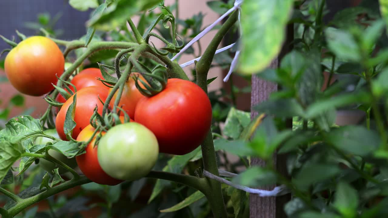 Close-up of tomatoes in different stages of ripening, from green to red, growing on a healthy vine. The plant is supported by a wooden stake in a garden environment