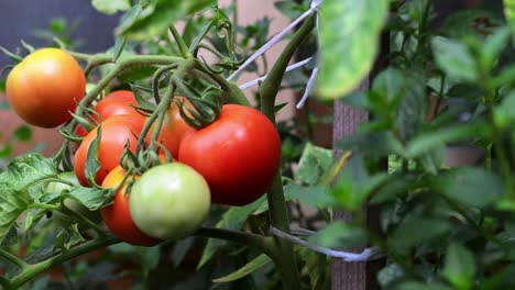 close-up of tomatoes in different stages of ripening, from green to red, growing on a healthy vine. the plant is supported by a wooden stake in a garden environment