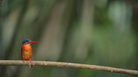 blue-eared kingfisher , small beautiful colored kingfisher from asia river banks, mangroves and forest