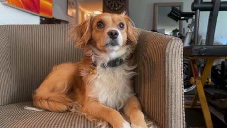 Kokoni-Dog-Perched-on-Chair