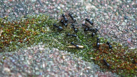 jet black ants on way rushing to task