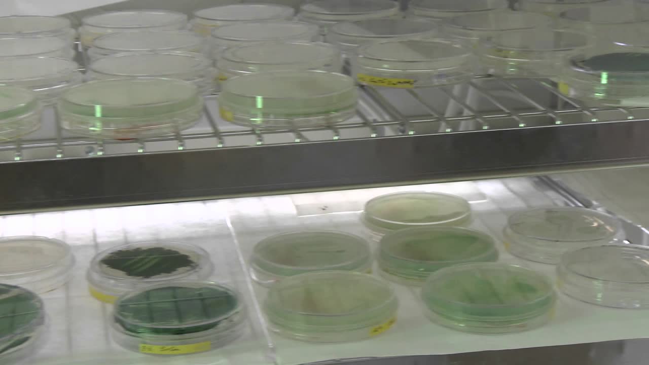 페트리 접시 규모에서 바이오 연료 돌리 이동