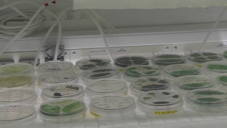 movimiento de plataforma rodante de biocombustibles a partir de una escala de placa de petri