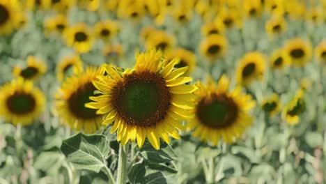 campo de girasoles en tiempo soleado