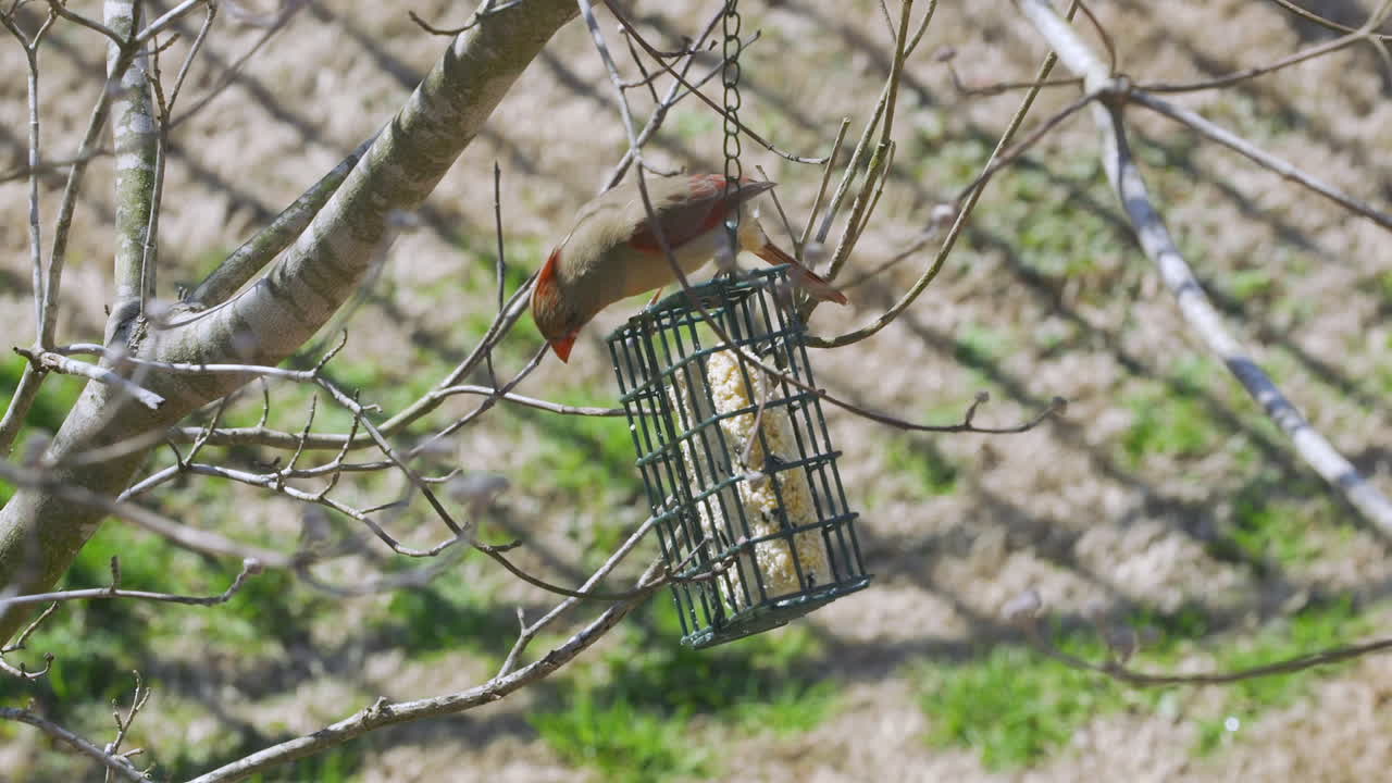 사우스 캐롤라이나에서 늦은 겨울 동안 수트 조류 모이통에서 먹는 여성 북부 추기경
