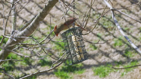 cardenal del norte hembra comiendo en un comedero para pájaros sebo durante el invierno tardío en carolina del sur