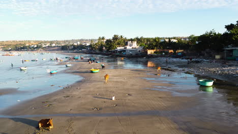 Tägliches-Leben-Des-Küstenfischerdorfes-Mui-Ne-In-Vietnam,-Luftdrohne-Geschossen-über-Strand-Mit-Kühen,-Menschen-Und-Booten