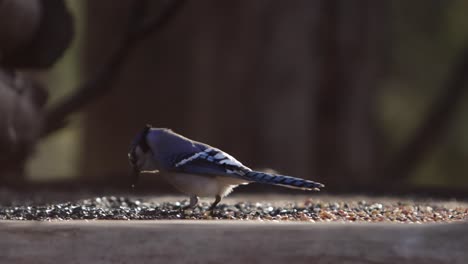 bluejay eating birdseed at bird feeder slomo