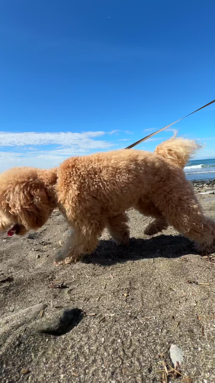 해변에 있는 털털한 푸들