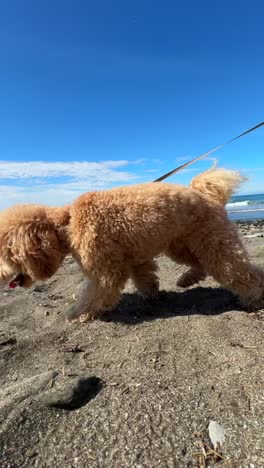 caniche esponjoso en la playa