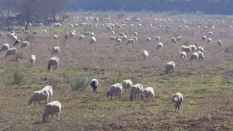 Pradera-Con-Un-Rebaño-De-Ovejas-Pastando-En-Otoño