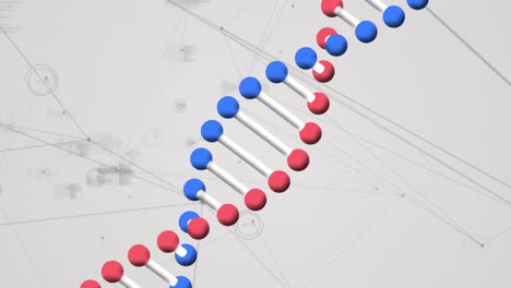 animación de una cadena de adn sobre un globo de conexiones con procesamiento de datos en fondo blanco.