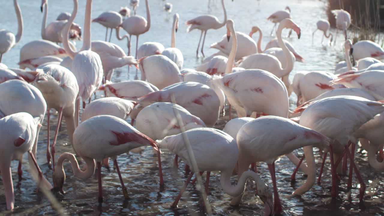 플라밍고 키네 4k 15