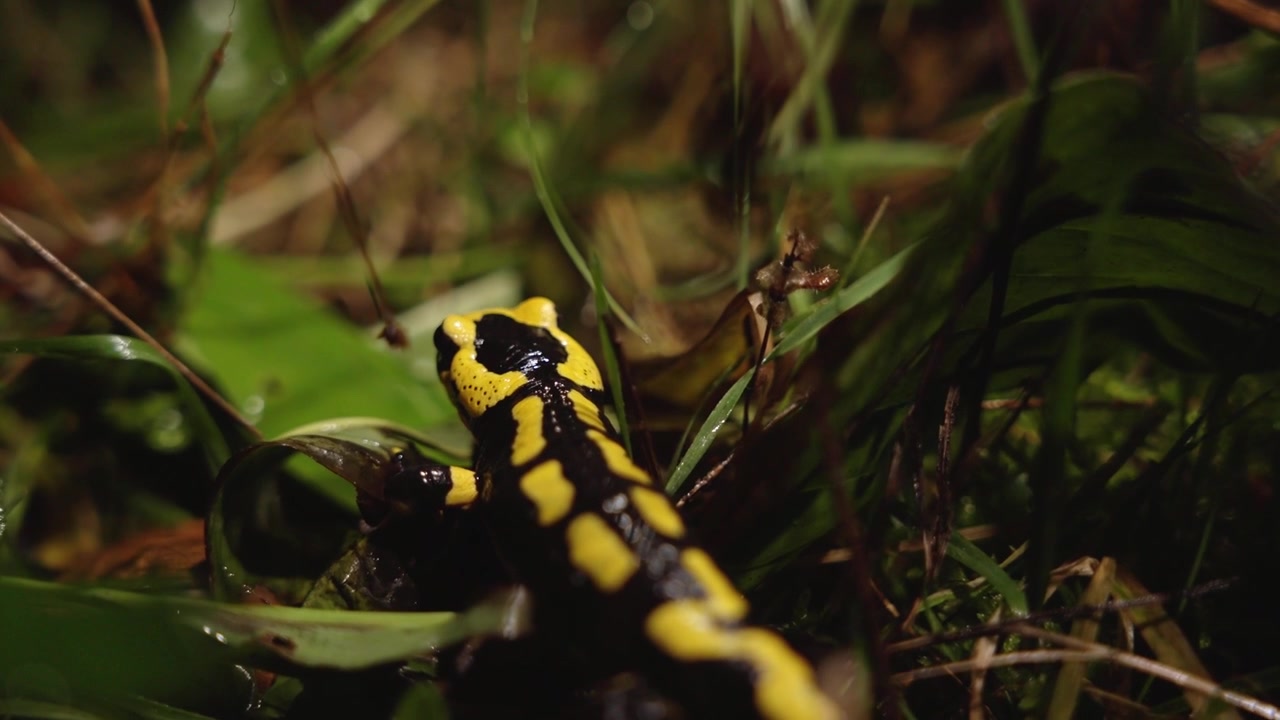 Salamandra negra y amarilla se mueve sola por la noche